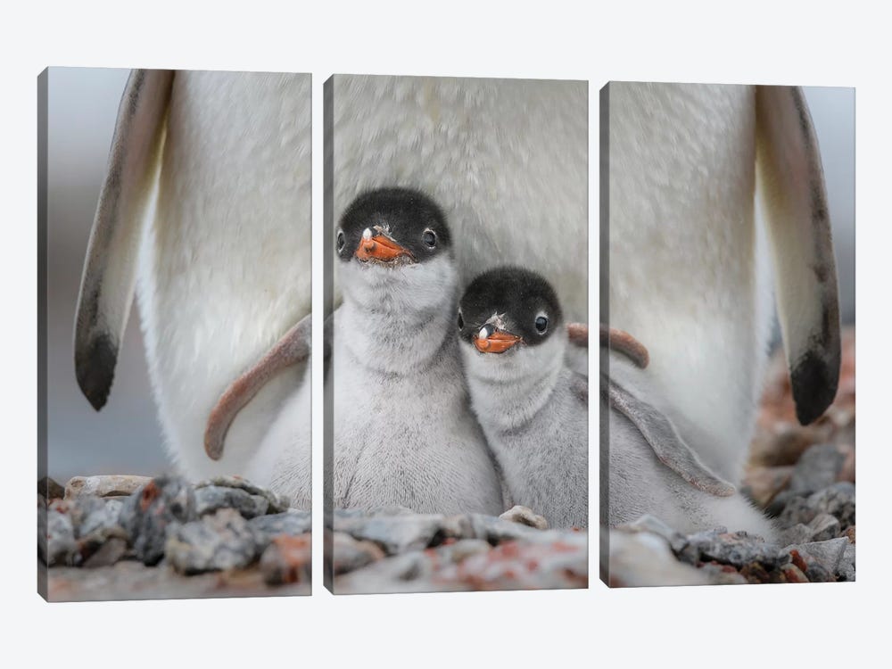 Antarctic Peninsula, Antarctica, Jougla Point. Gentoo Penguin Chicks. by Yuri Choufour 3-piece Canvas Artwork