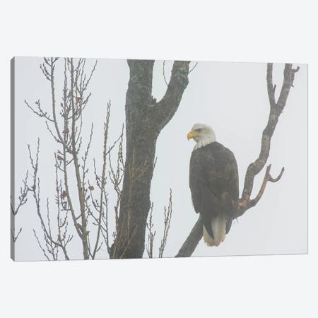 Canada, British Columbia. Bald Eagle Perched On Tree In Fog. Canvas Print #YCH70} by Yuri Choufour Art Print