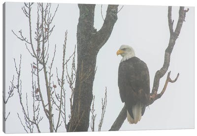 Canada, British Columbia. Bald Eagle Perched On Tree In Fog. Canvas Art Print - Yuri Choufour