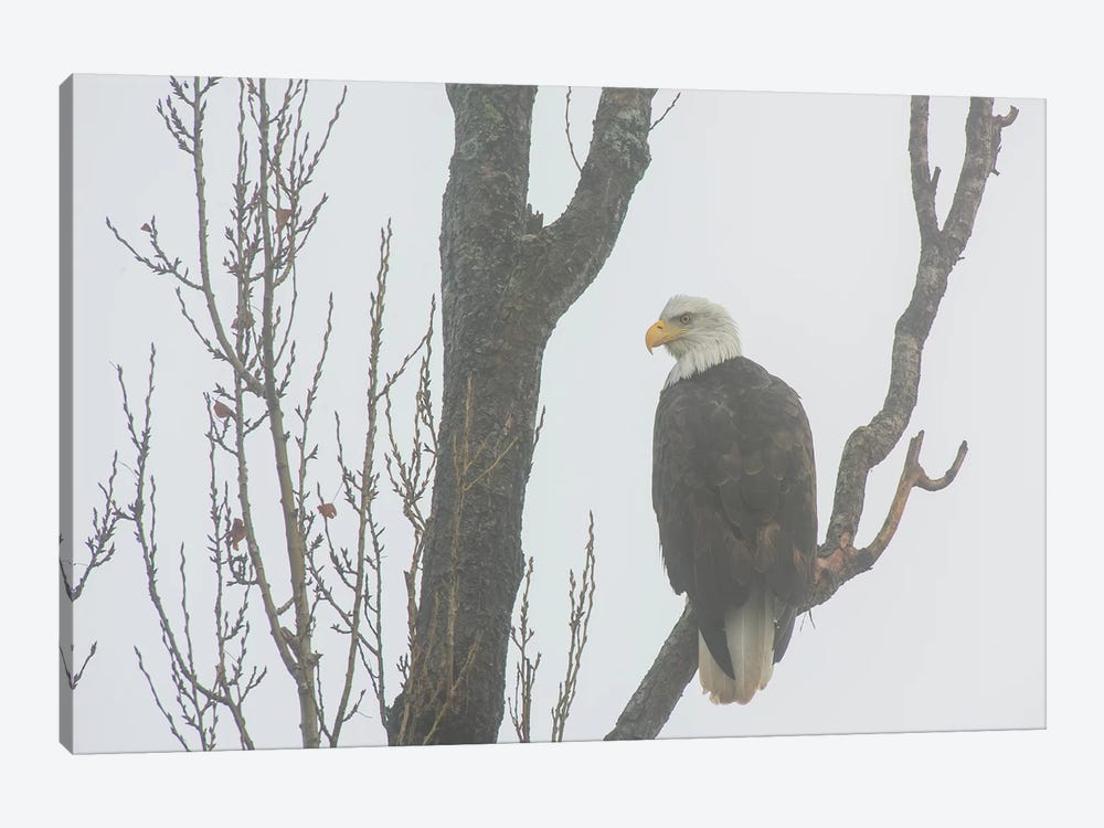 Canada, British Columbia. Bald Eagle Perched On Tree In Fog. by Yuri Choufour 1-piece Canvas Artwork
