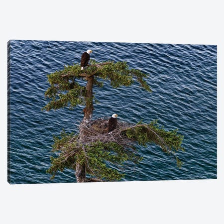 Canada, British Columbia. Bald Eagles Nest Above The Ocean. Canvas Print #YCH71} by Yuri Choufour Art Print