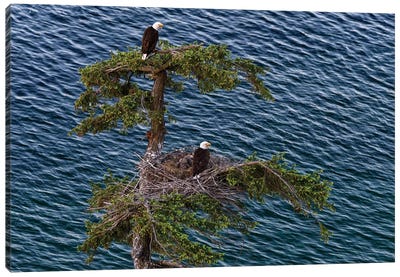 Canada, British Columbia. Bald Eagles Nest Above The Ocean. Canvas Art Print - Yuri Choufour