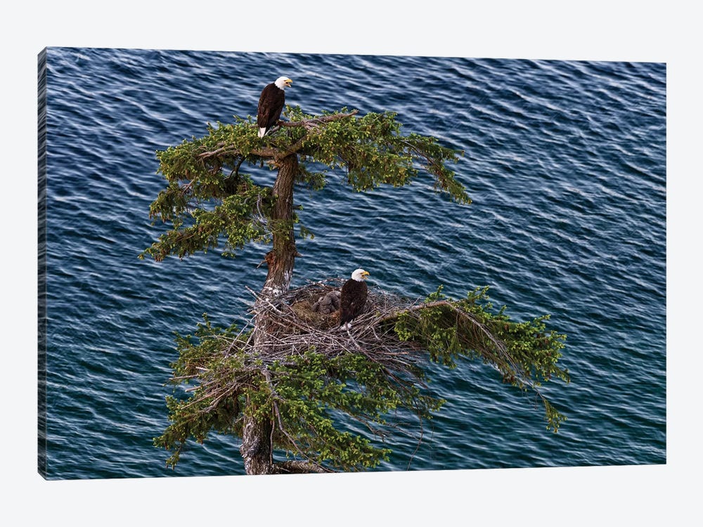 Canada, British Columbia. Bald Eagles Nest Above The Ocean. by Yuri Choufour 1-piece Canvas Print