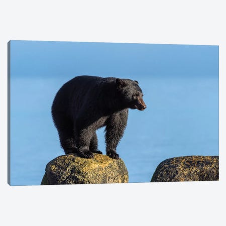 Canada, British Columbia. Black Bear At Edge Of Estuary. Canvas Print #YCH72} by Yuri Choufour Canvas Print
