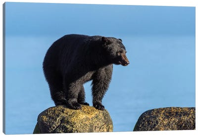Canada, British Columbia. Black Bear At Edge Of Estuary. Canvas Art Print - Black Bear Art