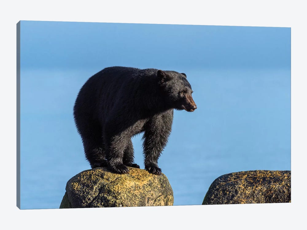 Canada, British Columbia. Black Bear At Edge Of Estuary. by Yuri Choufour 1-piece Canvas Art