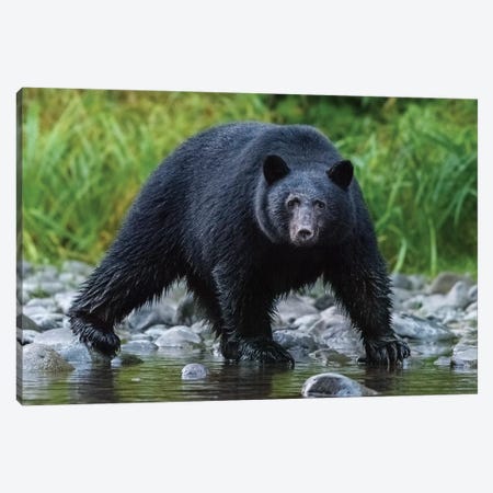 Canada, British Columbia. Black Bear Searches For Fish At Rivers Edge. Canvas Print #YCH73} by Yuri Choufour Art Print