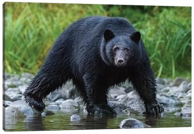 Canada, British Columbia. Black Bear Searches For Fish At Rivers Edge. Canvas Art Print - Yuri Choufour