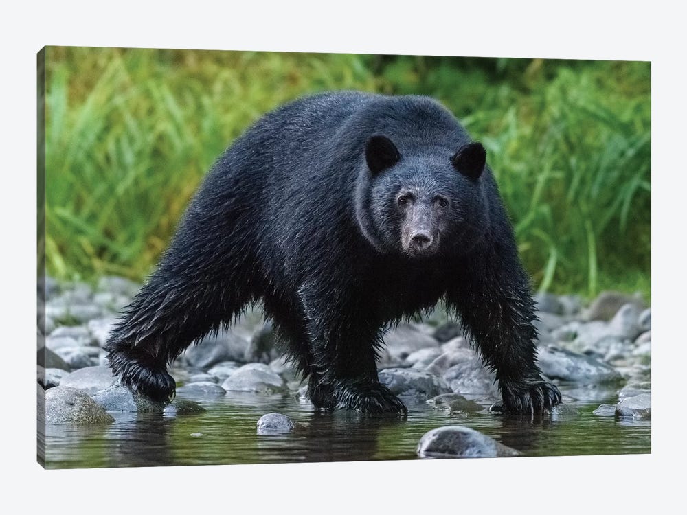 Canada, British Columbia. Black Bear Searches For Fish At Rivers Edge. by Yuri Choufour 1-piece Art Print