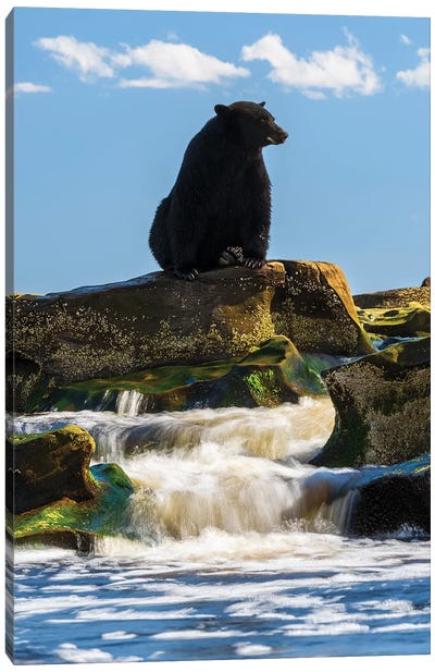 Canada, British Columbia. Black Bear Waiting For Salmon. Canvas Art Print - Yuri Choufour