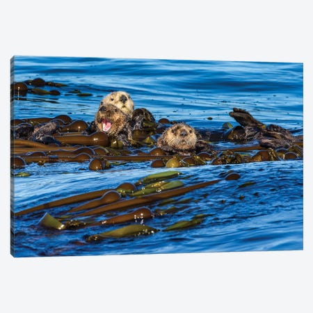 Canada, British Columbia. Clayoquot Sound, Sea Otters Rafting Up. Canvas Print #YCH79} by Yuri Choufour Canvas Print