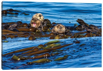 Canada, British Columbia. Clayoquot Sound, Sea Otters Rafting Up. Canvas Art Print - Yuri Choufour