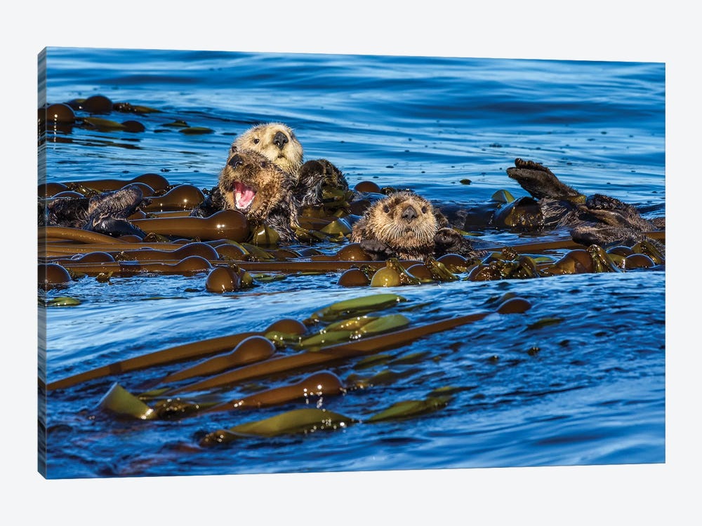 Canada, British Columbia. Clayoquot Sound, Sea Otters Rafting Up. by Yuri Choufour 1-piece Art Print