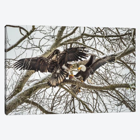 Canada, British Columbia. Delta, Bald Eagles Fight Over Food Scraps. Canvas Print #YCH80} by Yuri Choufour Canvas Art