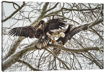 Canada, British Columbia. Delta, Bald Eagles Fight Over Food Scraps. Canvas Art Print - Yuri Choufour