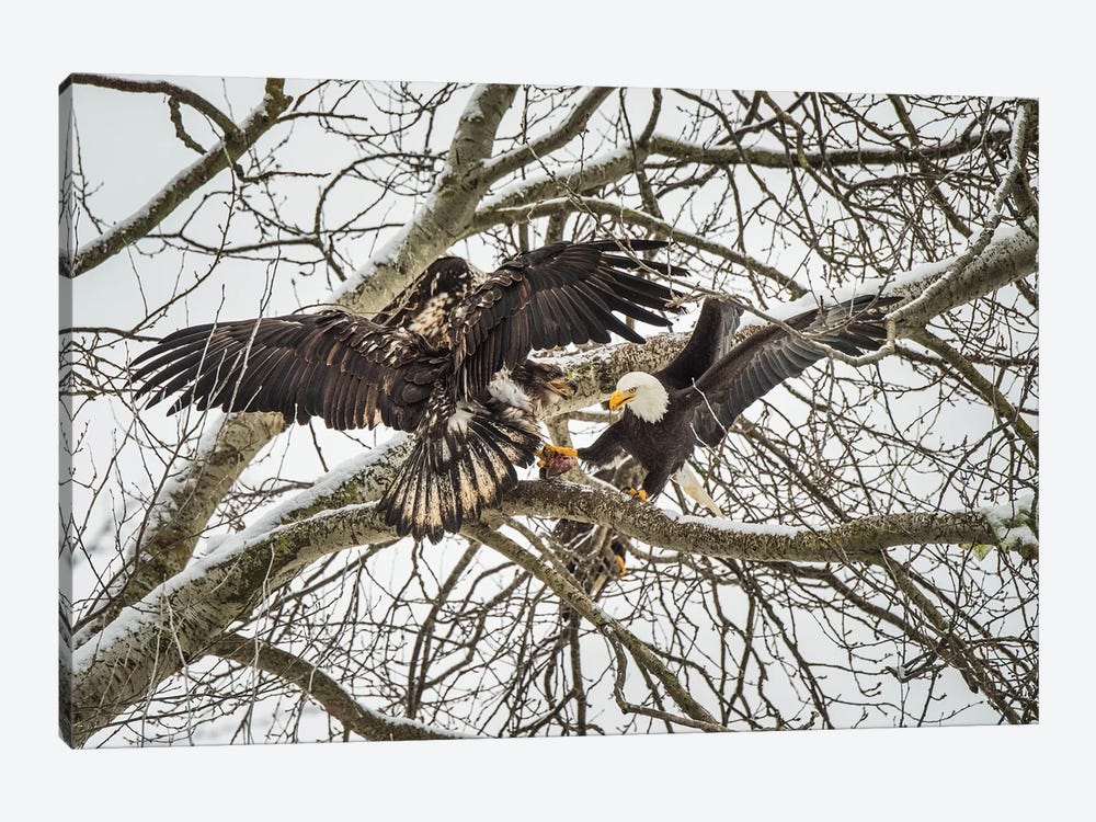 Canada, British Columbia. Delta, Bald Eagles Fight Over Food Scraps. by Yuri Choufour 1-piece Art Print