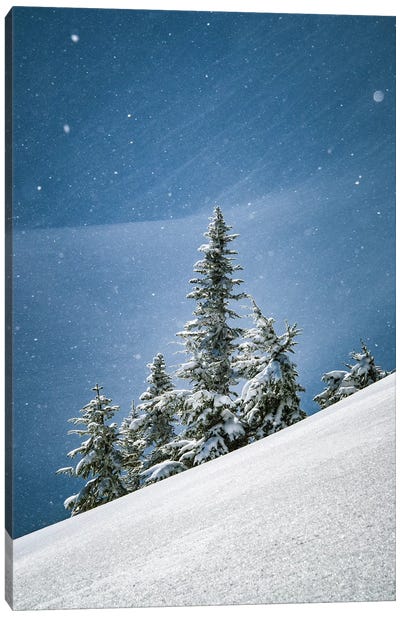 Canada, British Columbia. Lone Tree On Alpine Slope In Winter Snow. Canvas Art Print - Yuri Choufour
