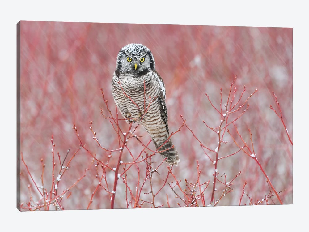 Canada, British Columbia. Northern Hawk Owl Perched On Blueberry Bush. by Yuri Choufour 1-piece Canvas Artwork