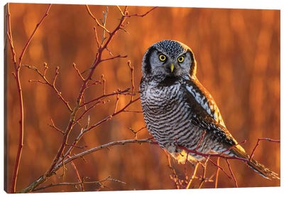 Canada, British Columbia. Northern Hawk Owl Perched On Blueberry Bush. Canvas Art Print - Yuri Choufour