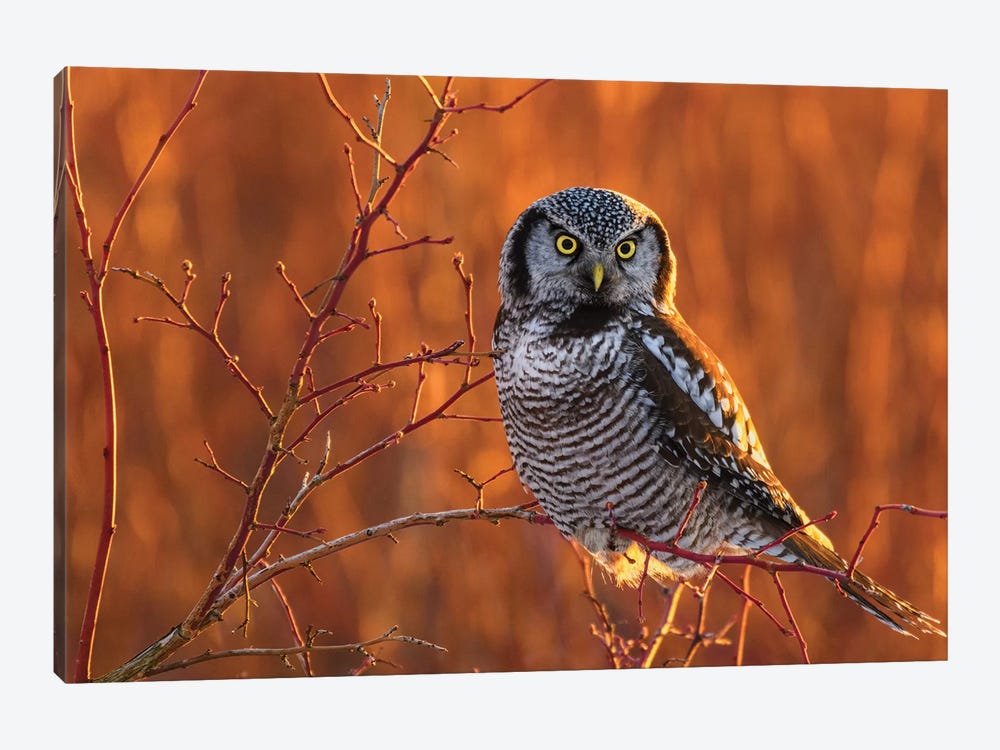 Canada, British Columbia. Northern Hawk Owl Perched On Blueberry Bush. by Yuri Choufour 1-piece Canvas Art Print