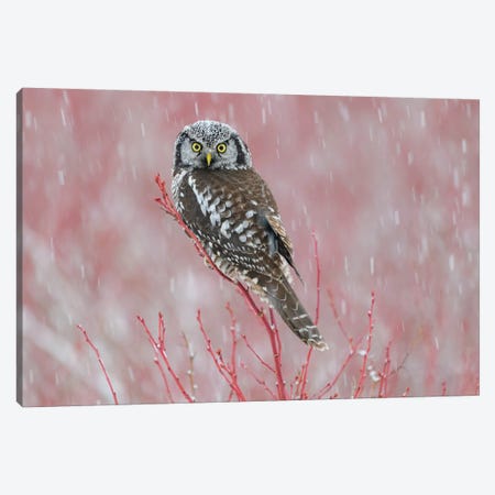 Canada, British Columbia. Northern Hawk Owl Perched On Blueberry Bush. Canvas Print #YCH85} by Yuri Choufour Canvas Print