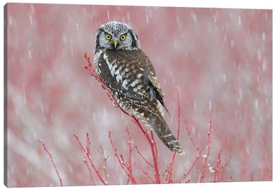 Canada, British Columbia. Northern Hawk Owl Perched On Blueberry Bush. Canvas Art Print - Yuri Choufour