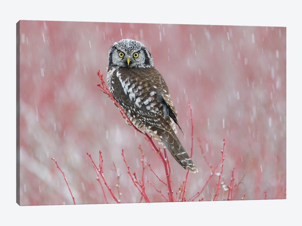 Canada, British Columbia. Northern Hawk Owl Perched On Blueberry Bush. by Yuri Choufour 1-piece Canvas Artwork