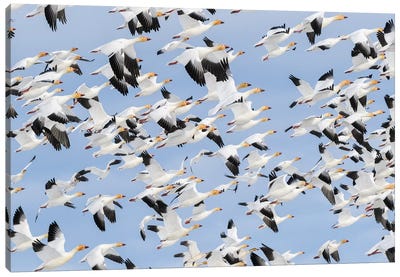 Canada, British Columbia. Reifel Bird Sanctuary, Snow Geese Flock In Flight. Canvas Art Print - Yuri Choufour