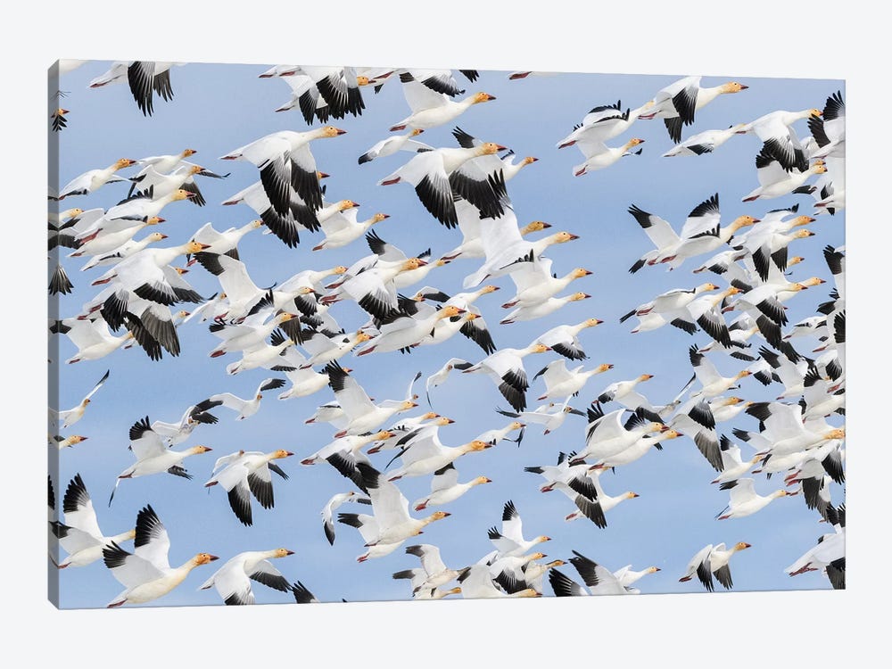 Canada, British Columbia. Reifel Bird Sanctuary, Snow Geese Flock In Flight. by Yuri Choufour 1-piece Canvas Artwork