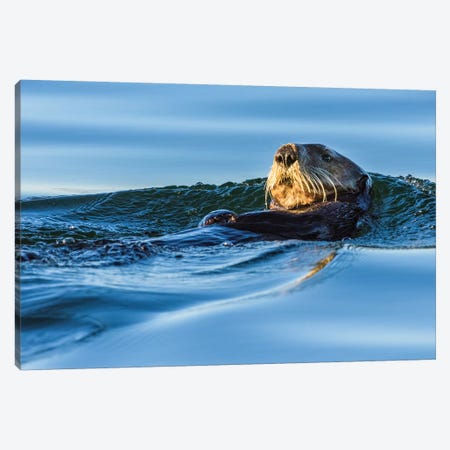 Canada, British Columbia. Sea Otter In Clayoquot Sound. Canvas Print #YCH88} by Yuri Choufour Canvas Wall Art
