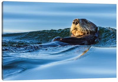Canada, British Columbia. Sea Otter In Clayoquot Sound. Canvas Art Print - Yuri Choufour