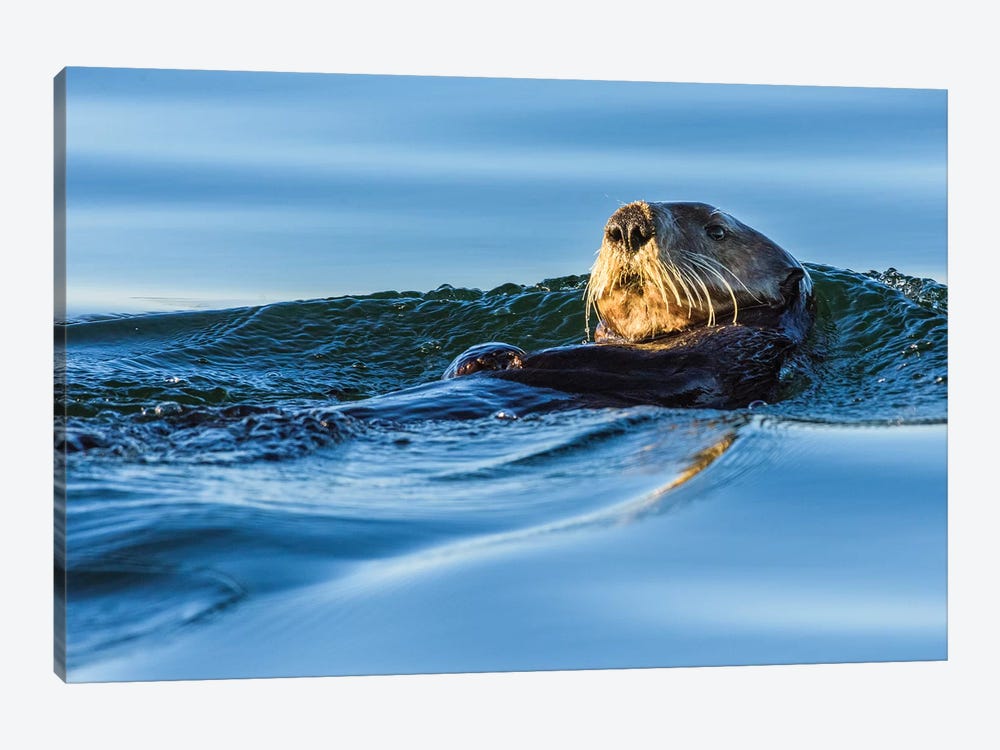 Canada, British Columbia. Sea Otter In Clayoquot Sound. by Yuri Choufour 1-piece Art Print