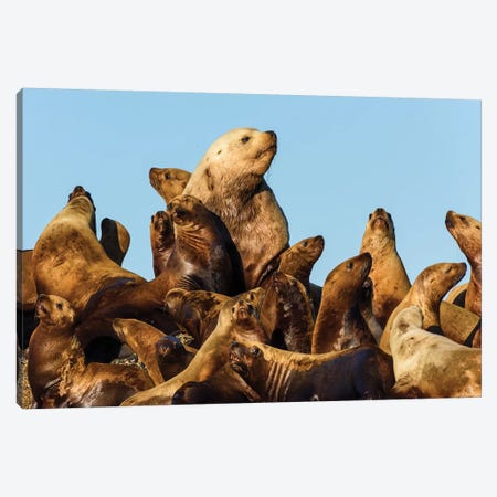 Canada, British Columbia. Steller Sea Lions In Clayoquot Sound. Canvas Print #YCH92} by Yuri Choufour Art Print