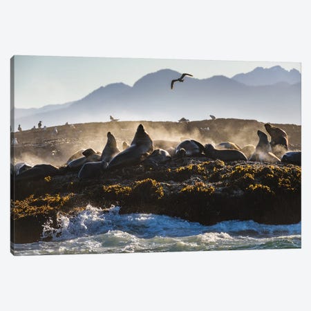 Canada, British Columbia. Steller Sea Lions In Clayoquot Sound. Canvas Print #YCH93} by Yuri Choufour Canvas Print