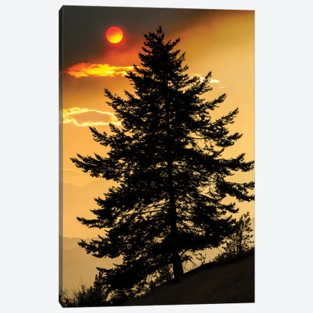 Canada, British Columbia. Wildfire Smoke Blankets Sun And Silhouetted Tree. Canvas Print #YCH94} by Yuri Choufour Canvas Wall Art