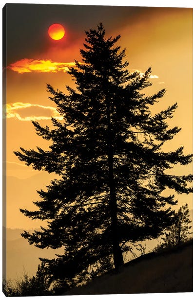 Canada, British Columbia. Wildfire Smoke Blankets Sun And Silhouetted Tree. Canvas Art Print - Yuri Choufour