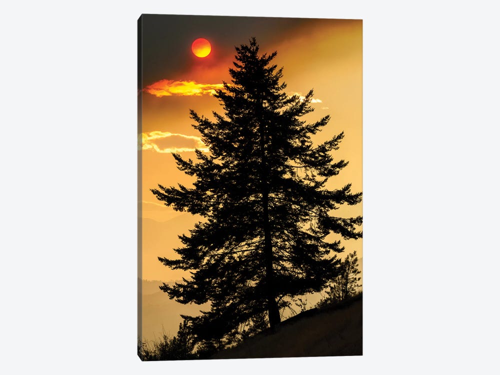 Canada, British Columbia. Wildfire Smoke Blankets Sun And Silhouetted Tree. by Yuri Choufour 1-piece Canvas Wall Art