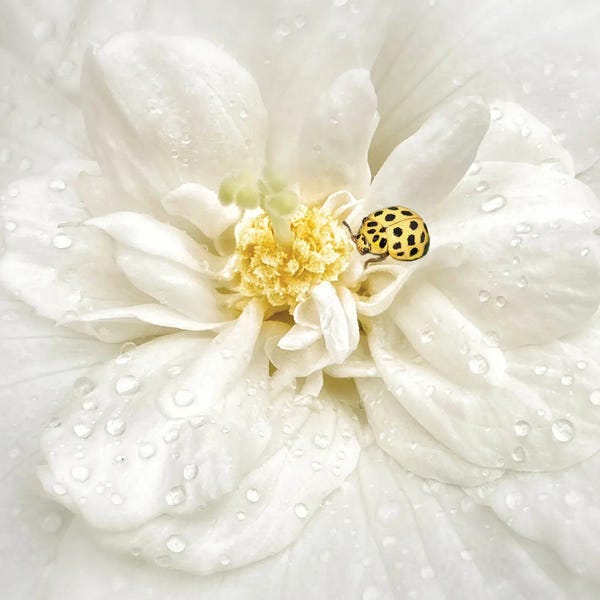 Floral Wall Art: Dewy White Flower Ladybug by Yvette Depaepe