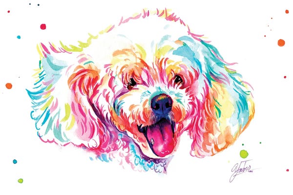 Bichon Frises: Caniche Blanco by Yubis Guzman