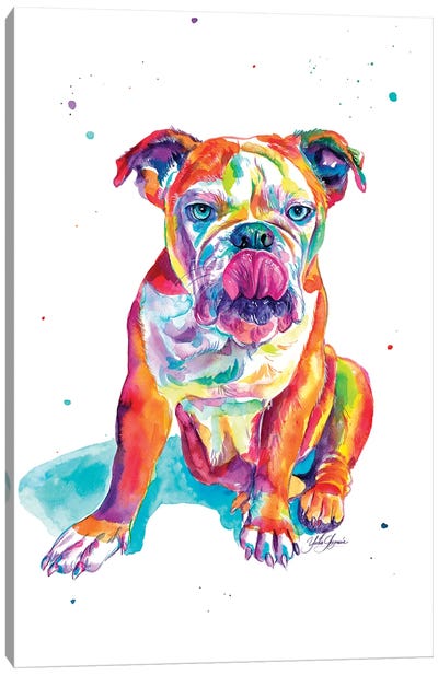Bulldog Ingles Ojos Azules Canvas Art Print - Yubis Guzman