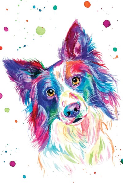 Colorburst: Lindo Border Collie by Yubis Guzman
