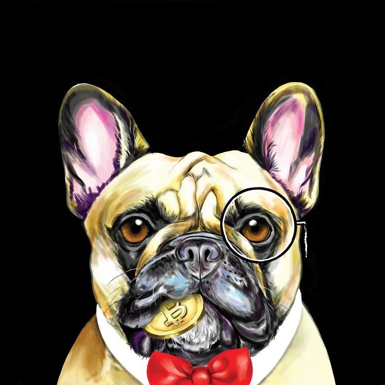 Bulldog Frances Elegante