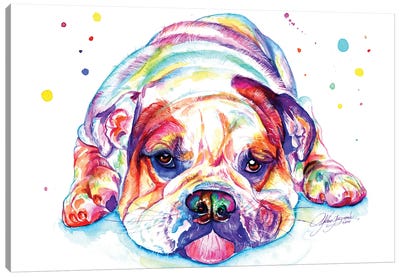 English Bulldog Lying Down Canvas Art Print - Yubis Guzman