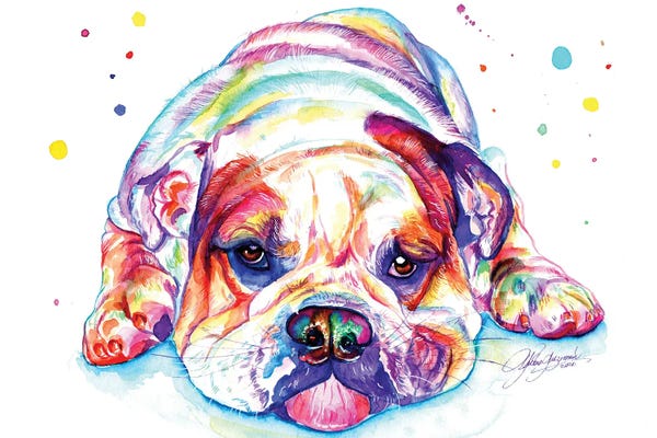 Bulldogs: English Bulldog Lying Down by Yubis Guzman
