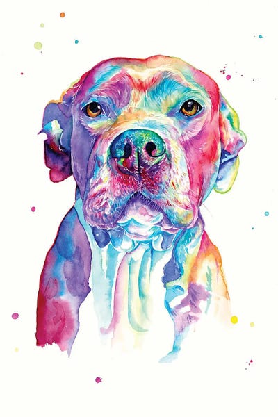 Pit Bulls: Pitbull by Yubis Guzman