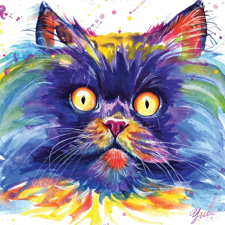 Sun Eyes Cat