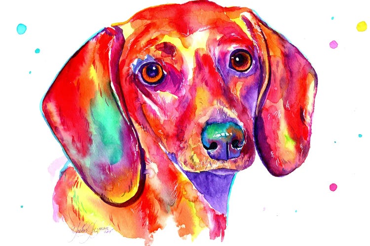 Dachshund