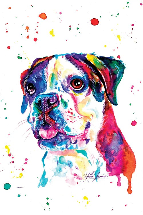 Colorful Boxer I