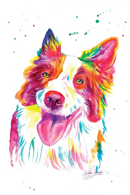 Colorful Collies Dog