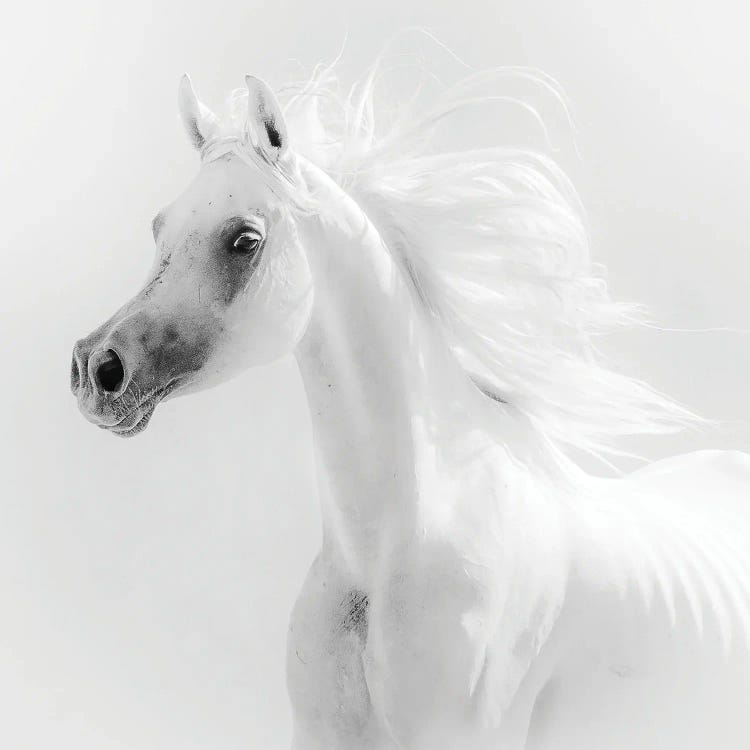 Dream Horse